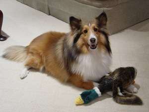 Beautiful Sadie The Sheltie Beautiful Sadie The Sheltie