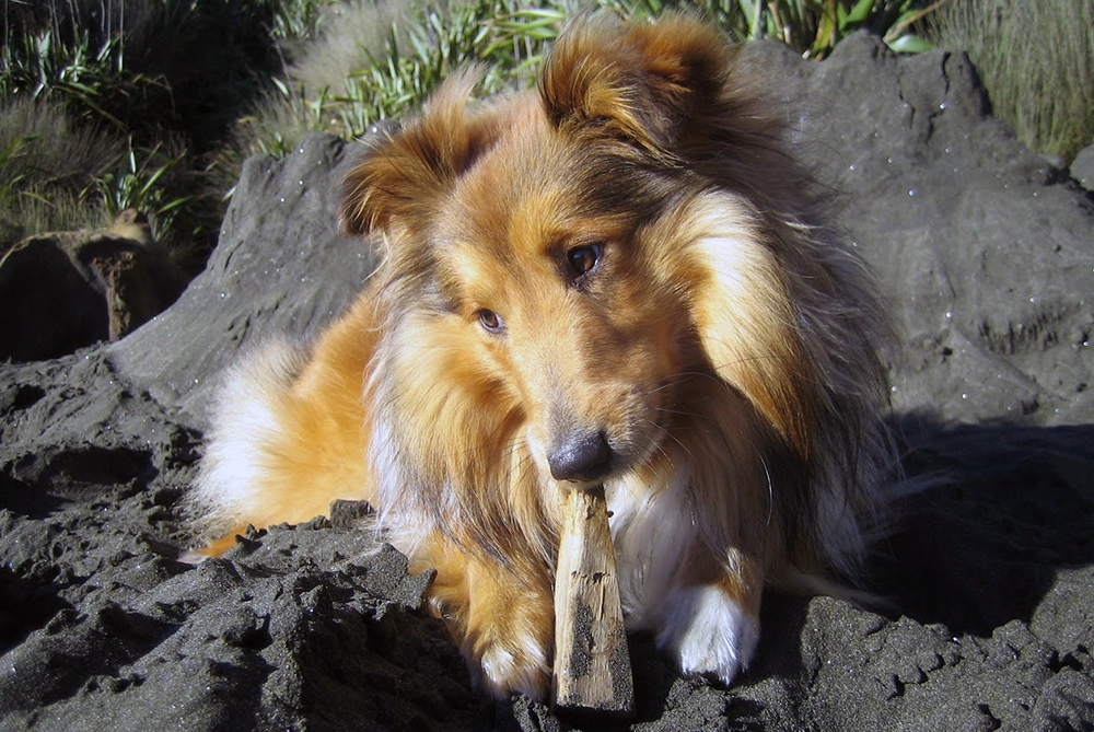 Our Sheltie Howard enjoying the beach at 11 months old