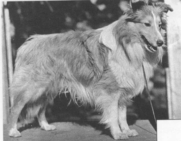 Photo of a Sheltie in 1950: Champion Geronimo Crown Prince