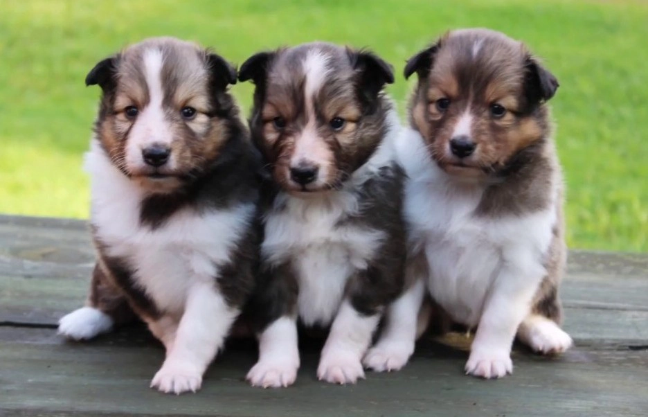 At 4 weeks olds, puppies are discovering the world