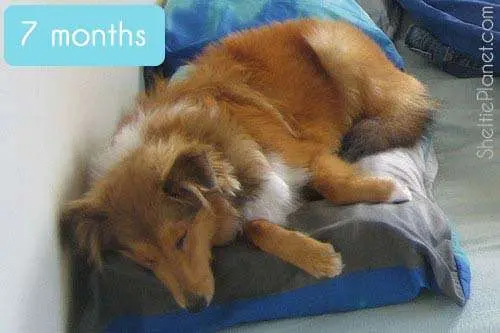 Resembling an adult Sheltie at 7 months old