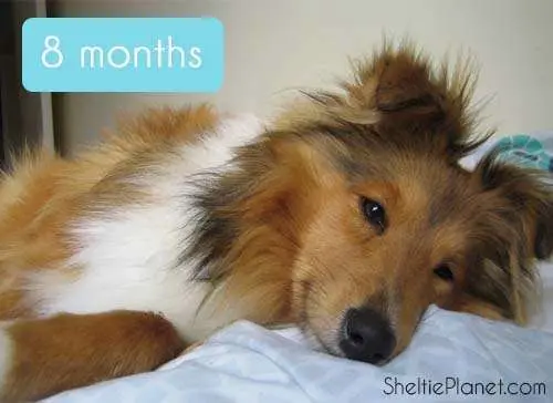 A happy 8 month old Sheltie