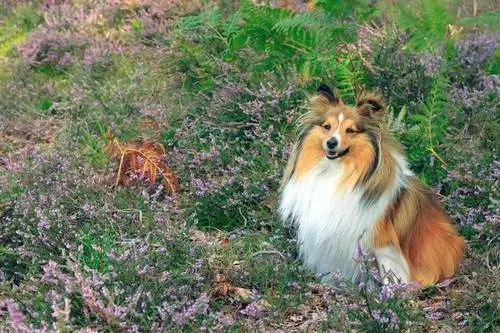 Shelties are the sixth smartest dog breed in the world
