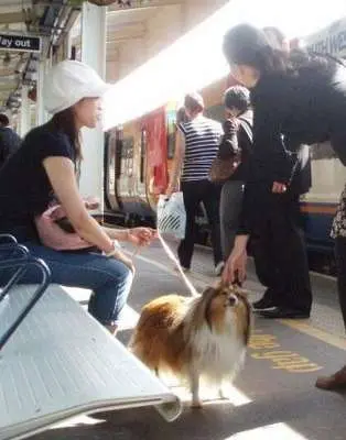 Sheltie at The Station