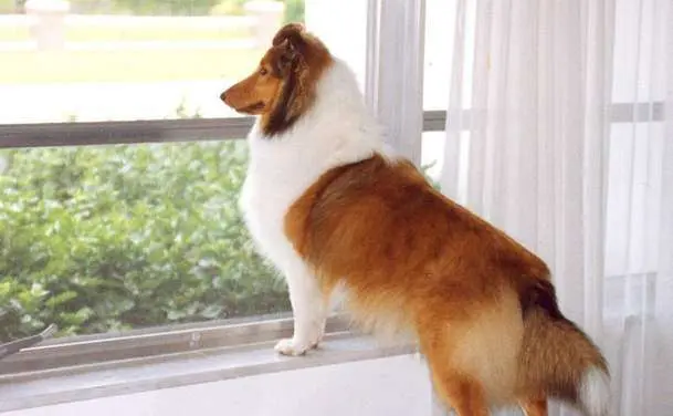 Shelties are good watchdogs