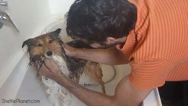Our sweet Piper in the bath. By Sheltie Planet