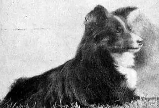 Chestnut Rainbow (born 1922) is the ancestor of almost all modern American Shelties