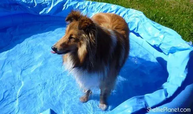 Sheltie cooling off in a paddling pool