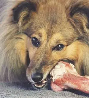 Sheltie Eating Raw Meaty Bone