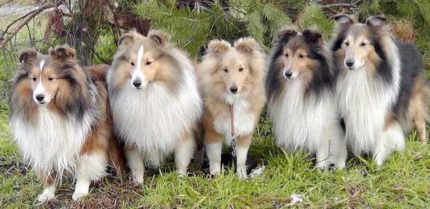 rough collie sheltie mix