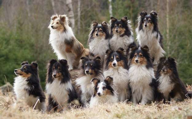 does the shetland sheepdog love children