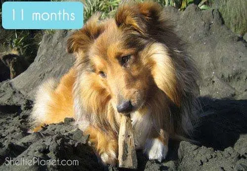 Our adorable Sheltie at 11 months