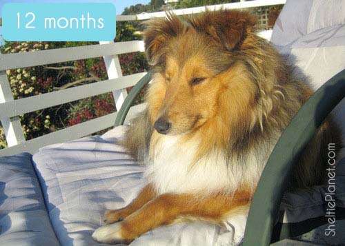 Sheltie Growth Chart