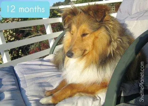 Our one year old adult Sheltie looking grand