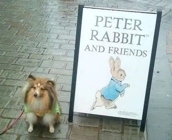 Sheltie with Peter Rabbit