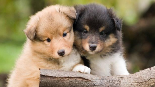 Sheltie breeders sale puppies for sale