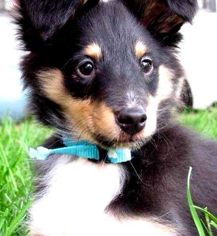 101 Sheltie Puppies | Sheltie Planet