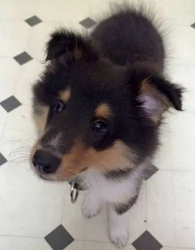 Sheltie Puppies in Pictures