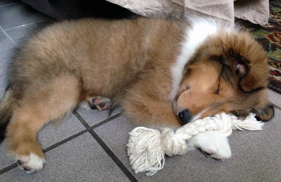 A Sheltie puppy at 3 months old settled into their new family home