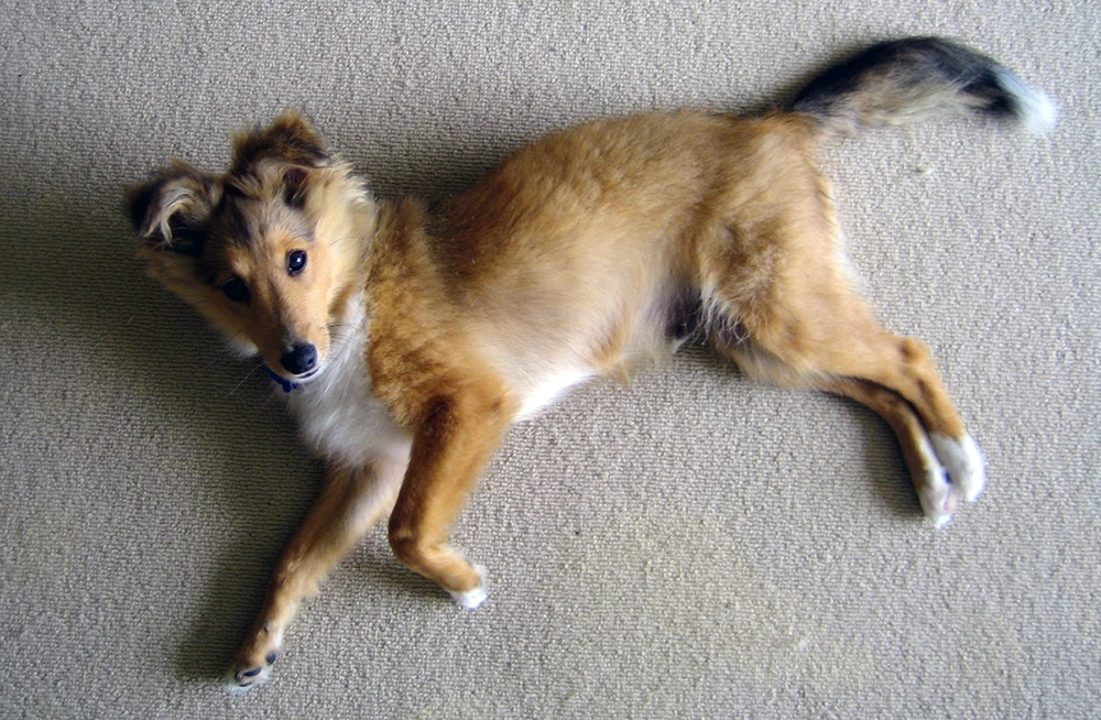 From 4 months old, Shelties are ready for outdoor potty training