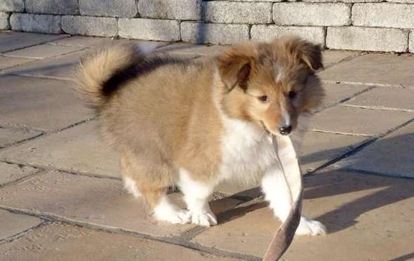 cute shetland sheepdog