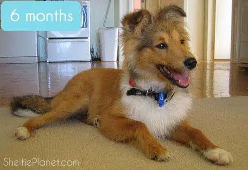 Shelties look like gangly coyotes by 6 months old