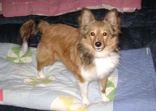 Sheltie Puppies in Pictures