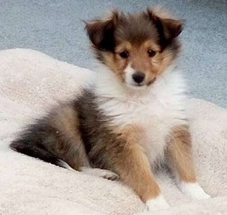 8 week old sheltie