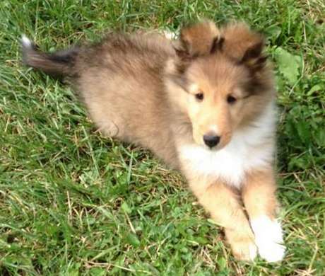 101 Cute Sheltie Puppies