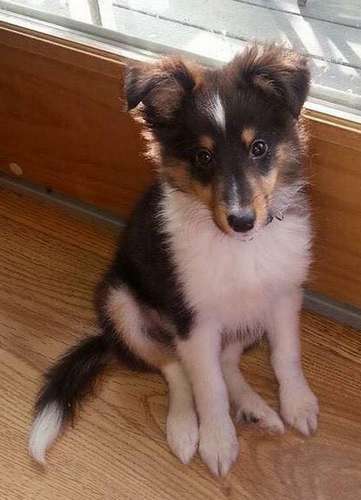 101 Sheltie Puppies | Sheltie Planet