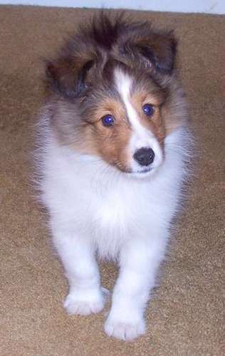 I miss my Sheltie I miss my Sheltie