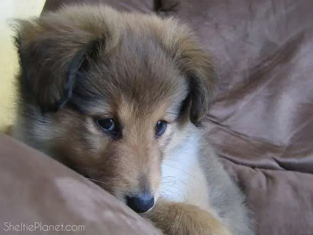Sheltie puppies are deliberately cute