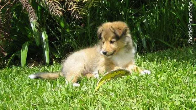 Only ever buy Sheltie puppies from legitimate professional breeders