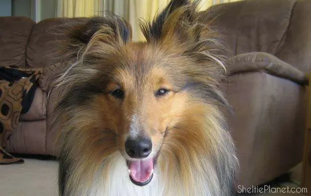 Piper gives a Sheltie smile