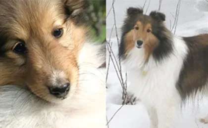 how do you stop a sheltie from barking