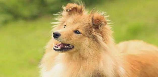 Train your Sheltie with simple demonstrations and positive reinforcement