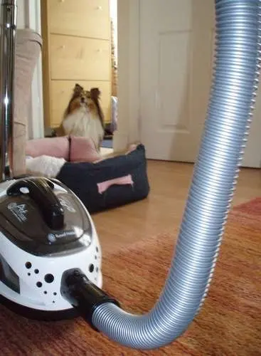 Sheltie Vs Vacuum Cleaner