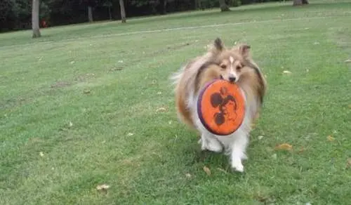 Sheltie with Frisbee