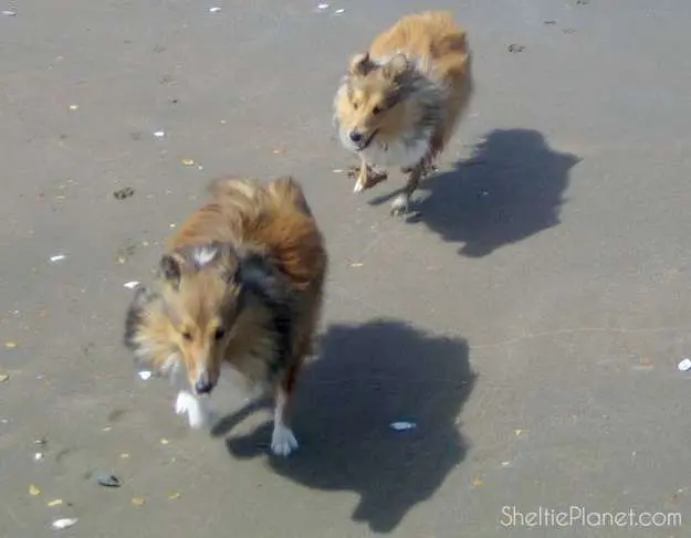 Shelties Are Playful