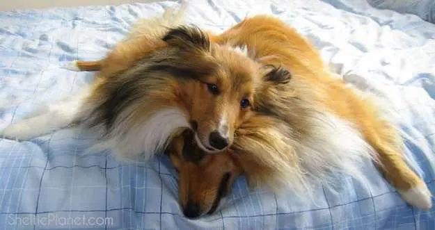 Shelties are real softies and get along well with children if they aren't afraid