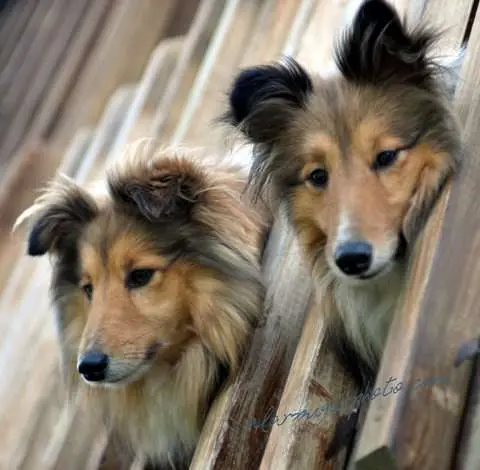 Shelties Being Adorable