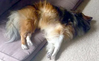 52 Shelties Being Ridiculous