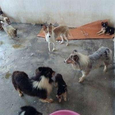 Shelties and Collies Rescued from The Dog Meat Trade in South Korea Shelties and Collies Rescued from The Dog Meat Trade in South Korea