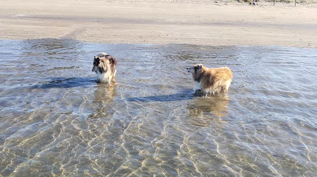 Our Shelties learning to paddle in the sea