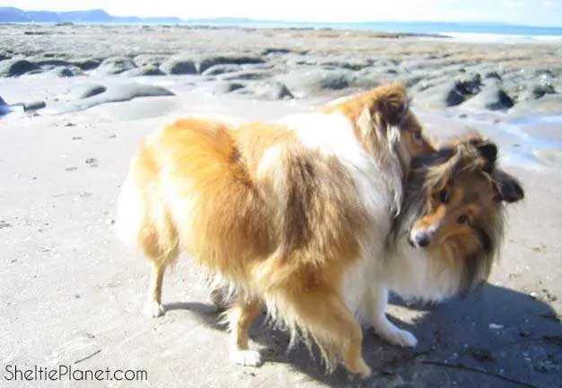 Sheltie dogs playing at the beach in New Zealand