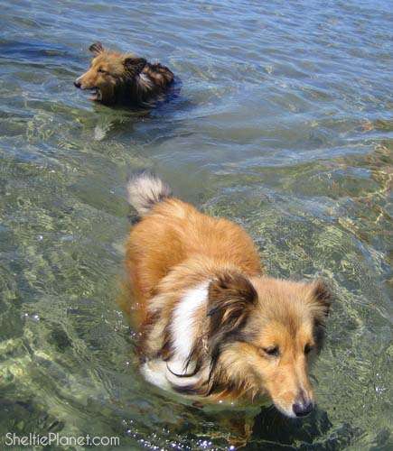 Shelties Swimming Shelties Swimming