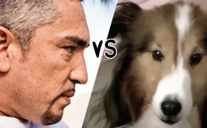 Shelties vs The Dog Whisperer