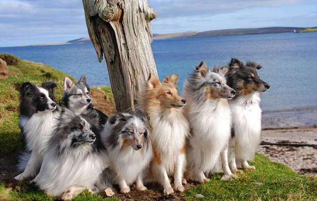 older shetland sheepdogs for sale