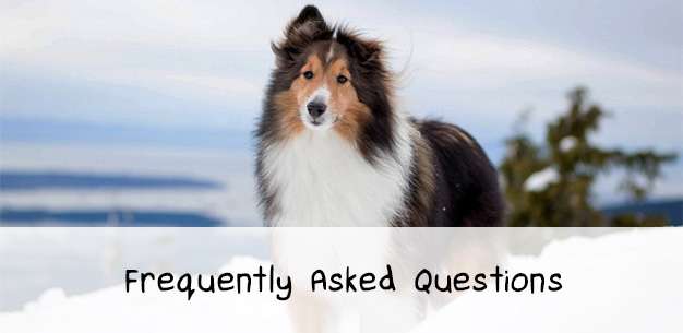 About Shetland Sheepdogs Sheltie Planet