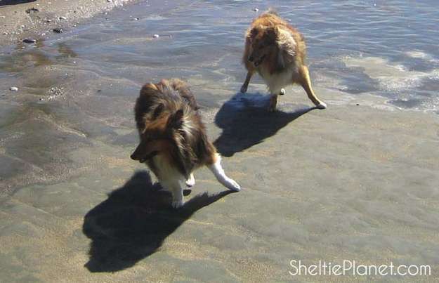 Cool Dog Games to Play with Your Shetland Sheepdog